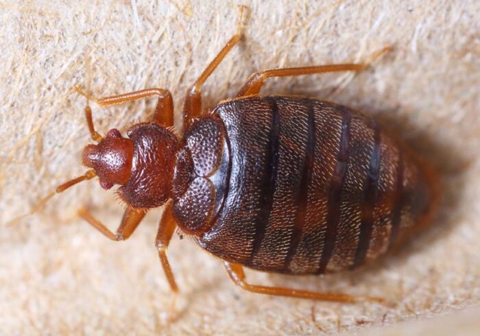 Things You Should Know About Bed Bugs